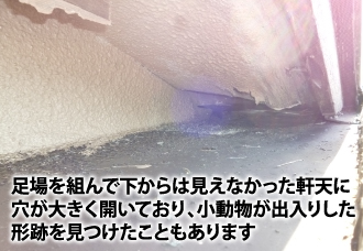 足場を組んで下からは見えなかった軒天に 穴が大きく開いており、小動物が出入りした 形跡を見つけたこともあります