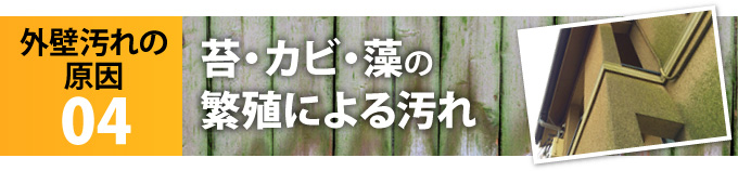 外壁汚れの原因04「苔・カビ・藻の 繁殖による汚れ」