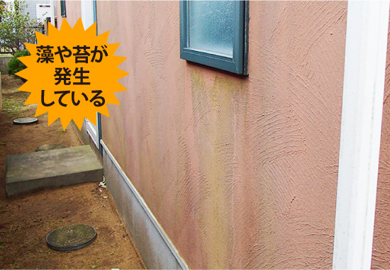 藻や苔が発生している