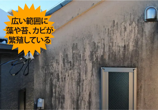 広い範囲に藻や苔、カビが繁殖している