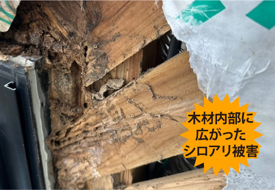 木材内部に広がったシロアリ被害