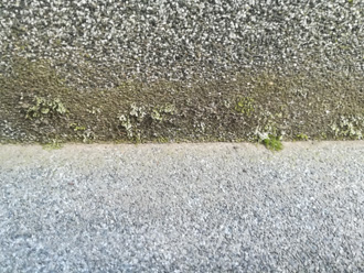 ベランダ　苔が発生し始めている