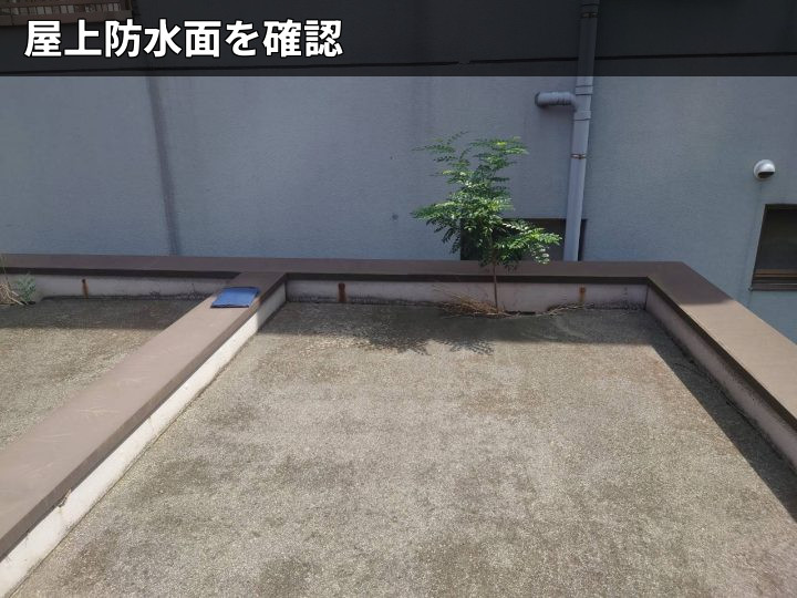 屋上の雑草発生状況