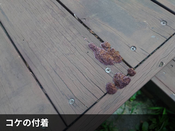 床面に付着したコケ