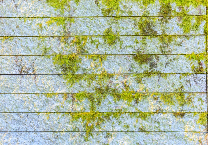 苔が繁殖した外壁
