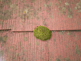 苔の繁殖