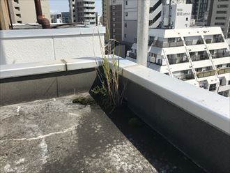 排水溝に植物