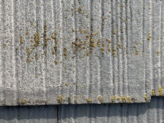 屋根材に藻の発生