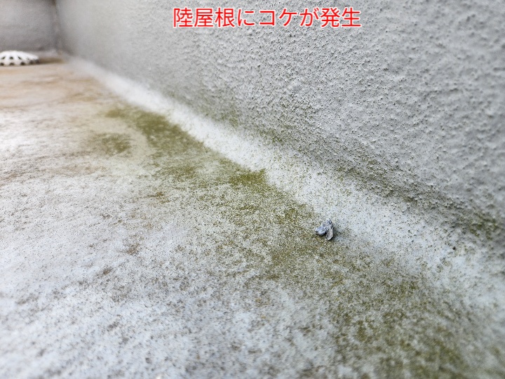 陸屋根の防水性が低下し苔が発生