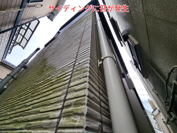 サイディングに苔発生