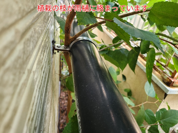 雨樋に植栽が干渉