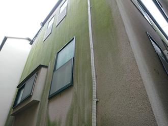 モルタル外壁には藻が発生しています