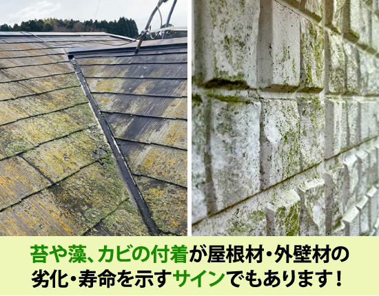 苔や藻、カビの付着が屋根材・外壁材の劣化・寿命を示すサインでもあります