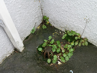 排水口周辺に生えた植物