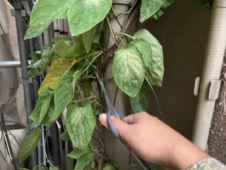 雨樋に絡みついている植物の除去