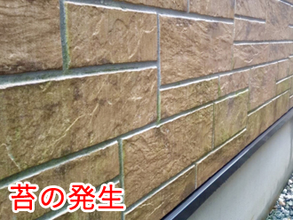 苔の発生