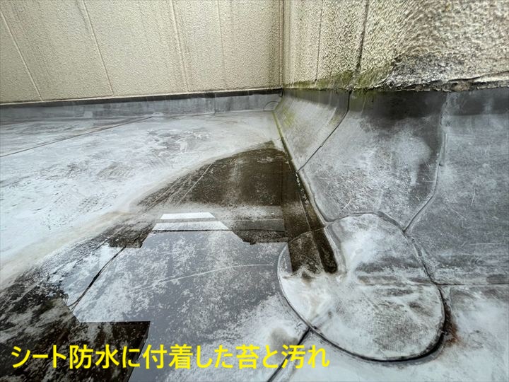 苔と汚れが付いた床面