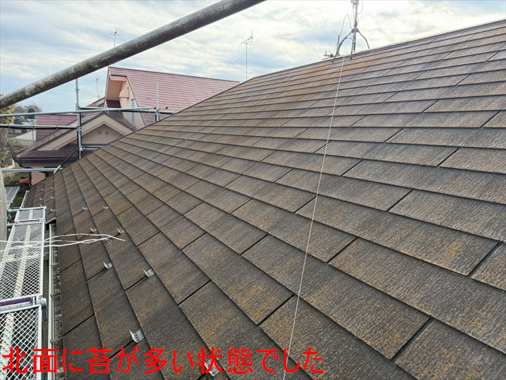 北面に苔が多い状態でした