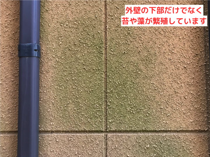外壁の下部だけでなく苔や藻が繁殖しています