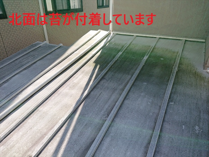 コケの付着