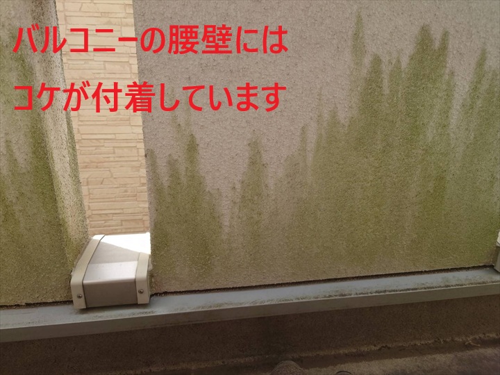 コケの付着