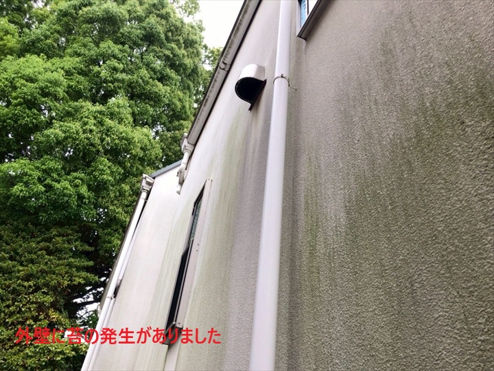 苔の発生