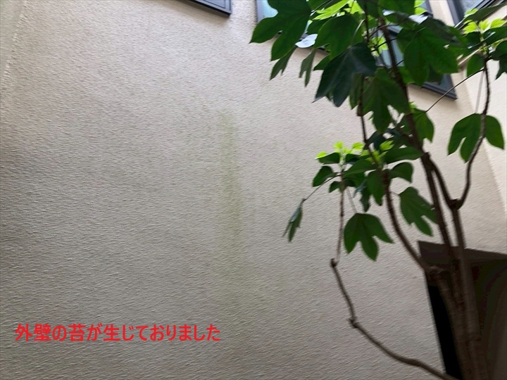 苔