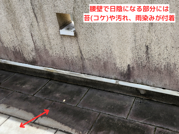 腰壁で日陰になる部分には苔(コケ)や