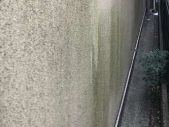 苔の発生