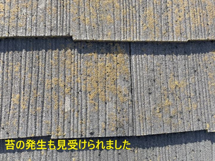 スレートの苔発生