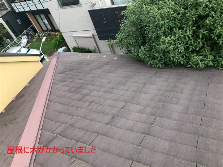 屋根にかかった木