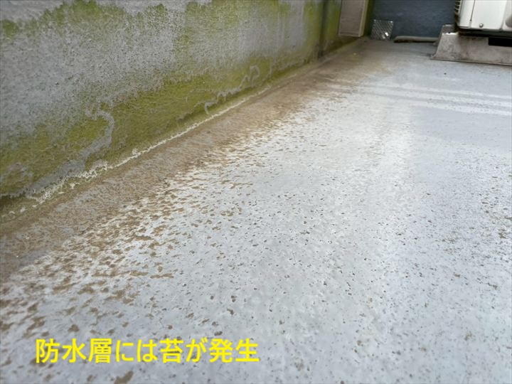 防水層に広がる苔