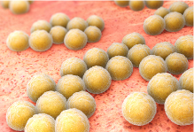 黄色ブドウ球菌のイメージ